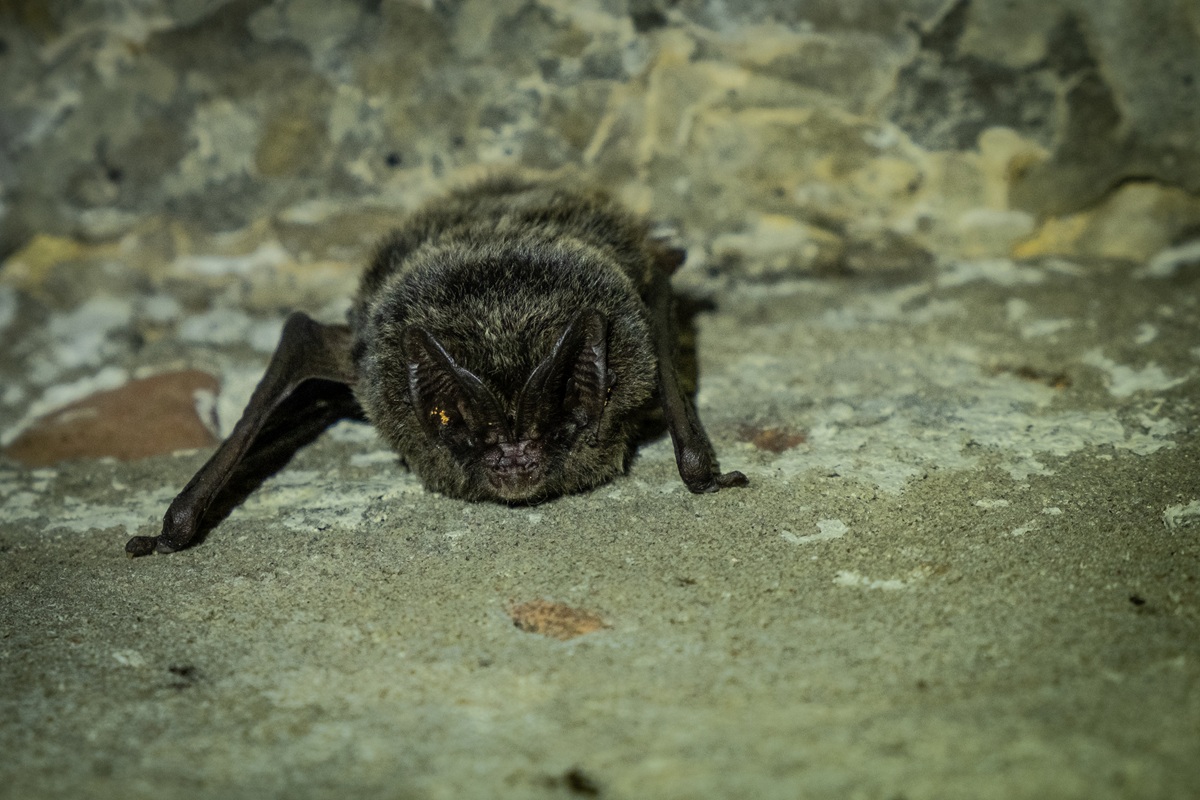 Mopek zachodni (Fot. Magdalena Stępińska)