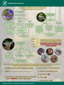 Jak i kiedy pomagać zwierzętom