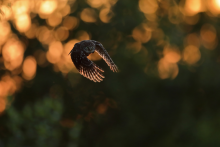 Usłysz, co w lesie huczy